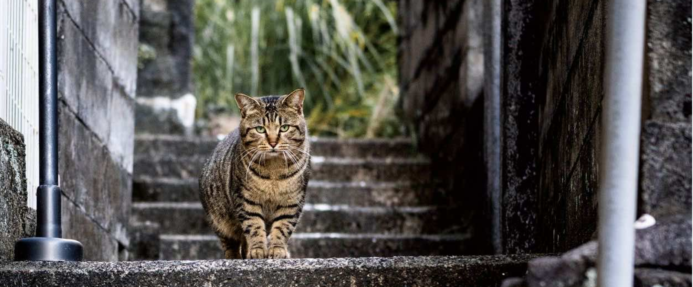 Nagasaki Wonder 100 Gallery