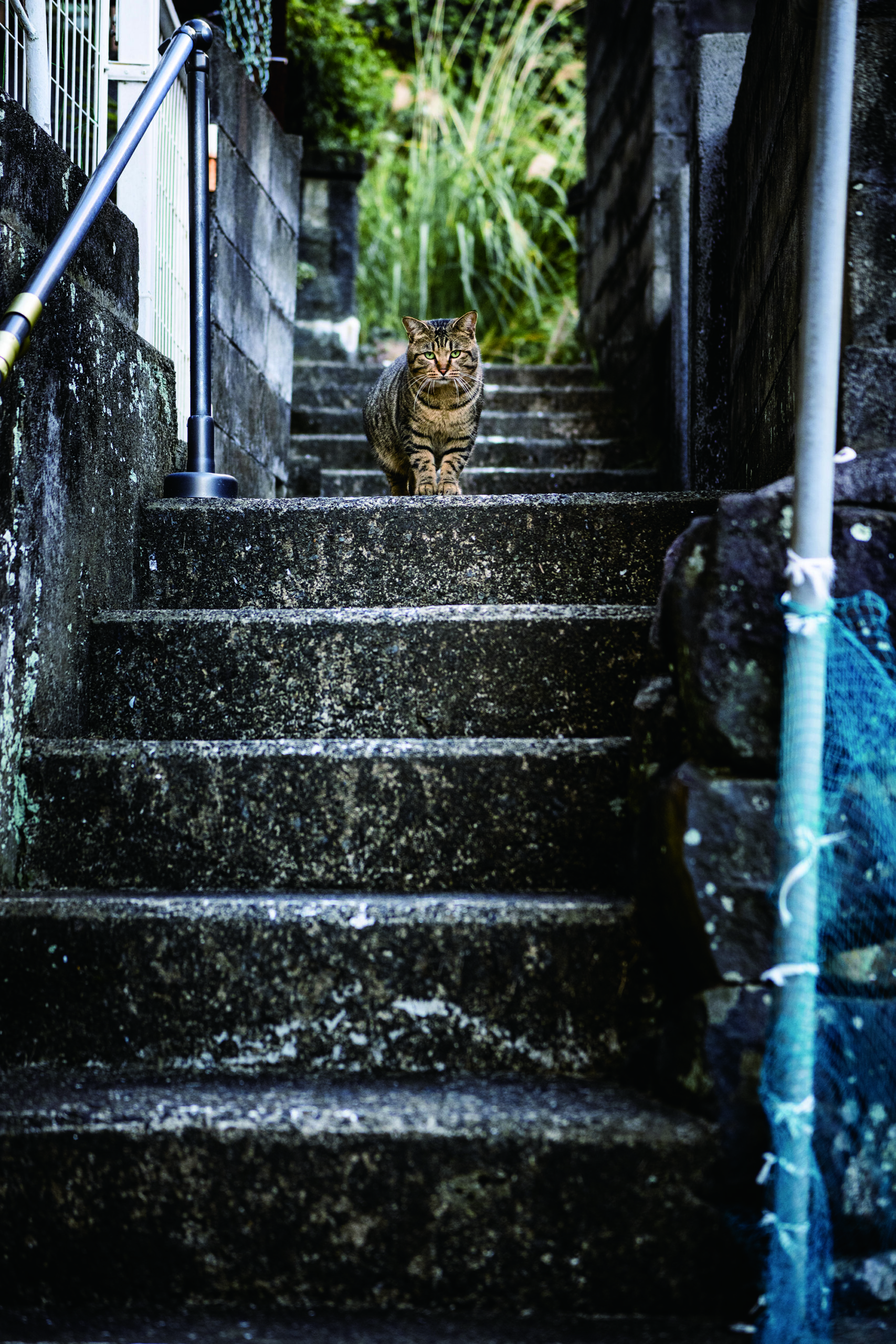 猫も、異人さん。