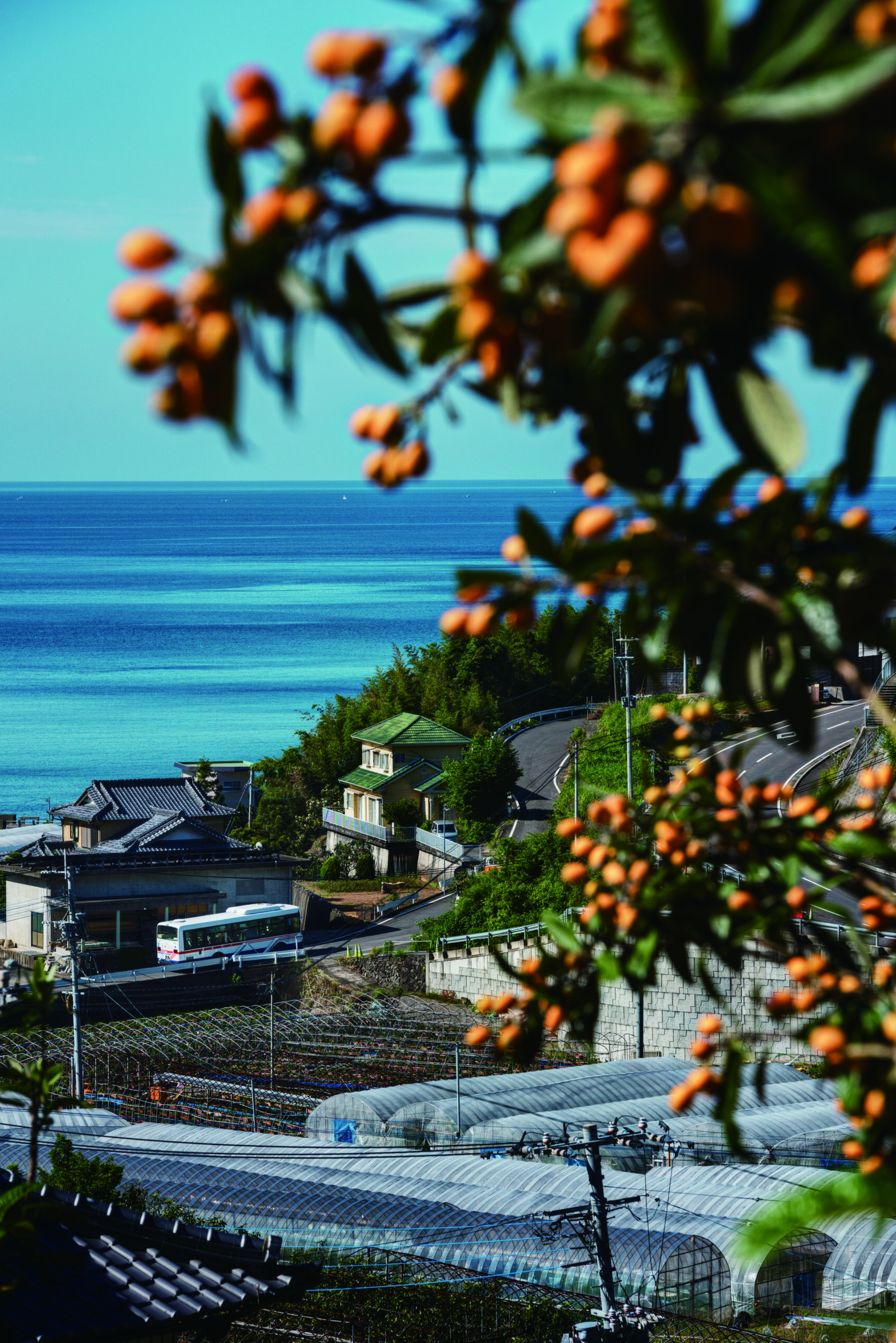 もらった1粒の種を、庭にまいた。日本最大の産地になった。