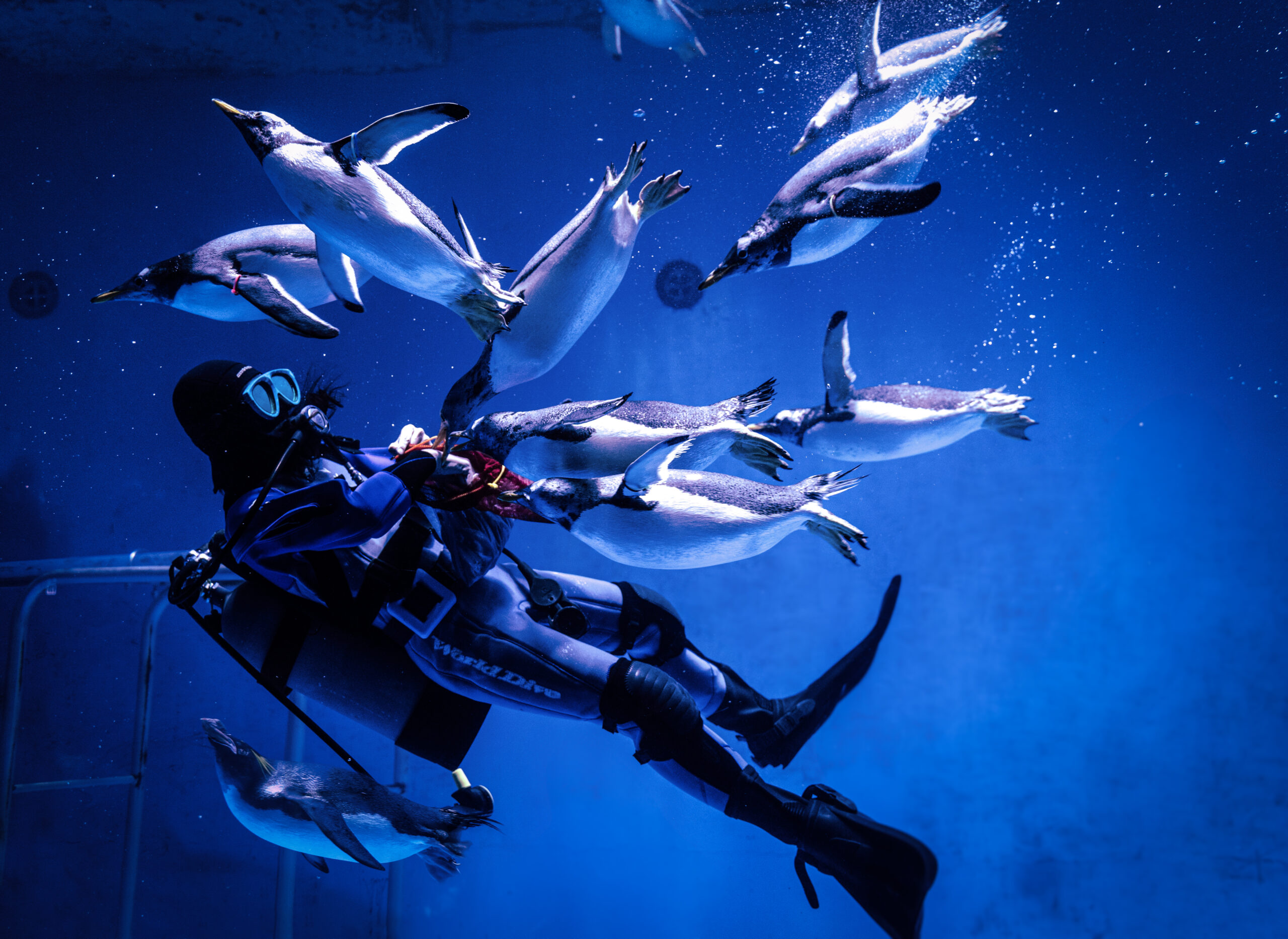 捕鯨船に乗ってきた4羽から、いまでは世界に誇る、ペンギンの水族館になりました。