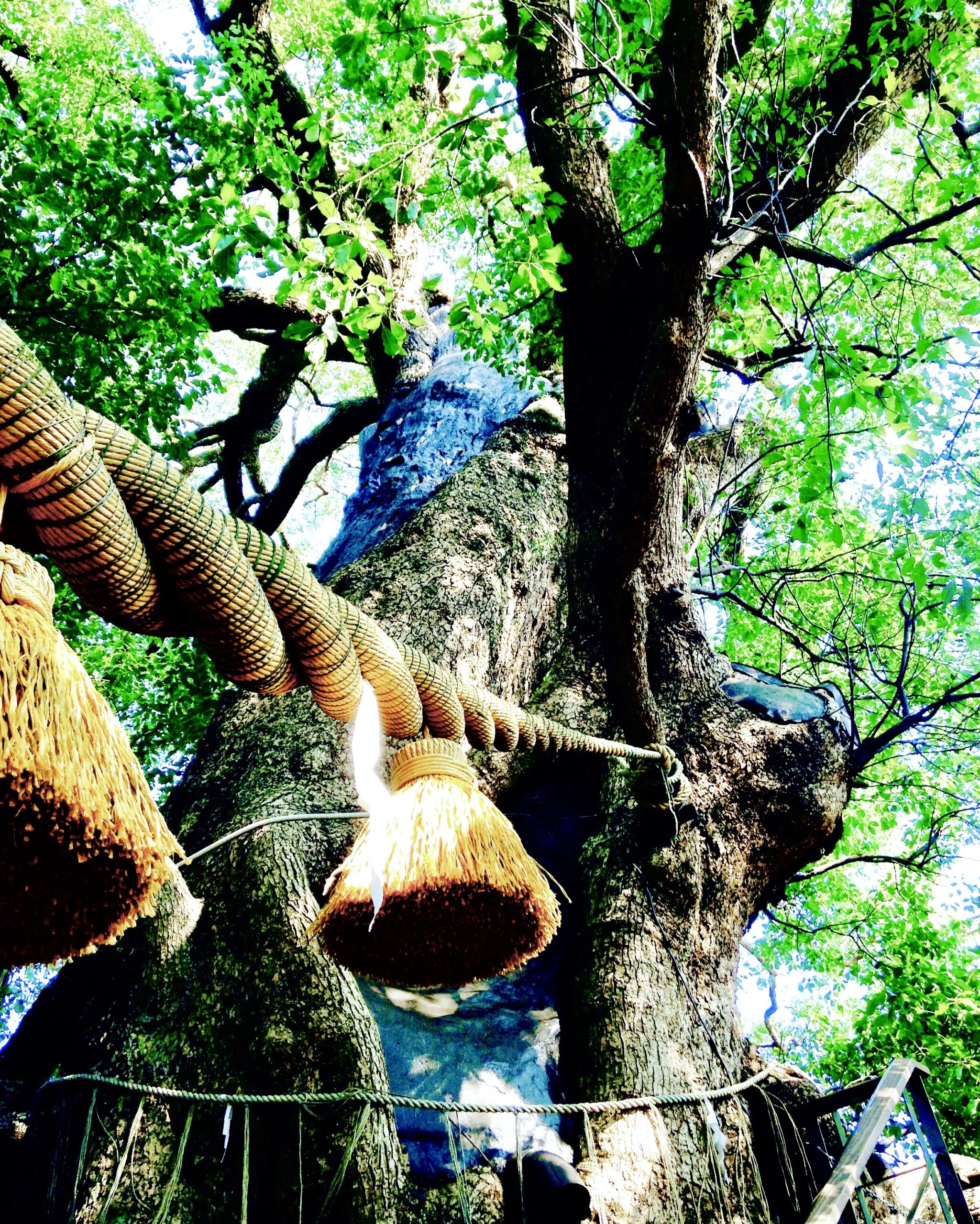 あの歌にもなったクスノキは、折れない、くじけないことの大切さを教えてくれます。