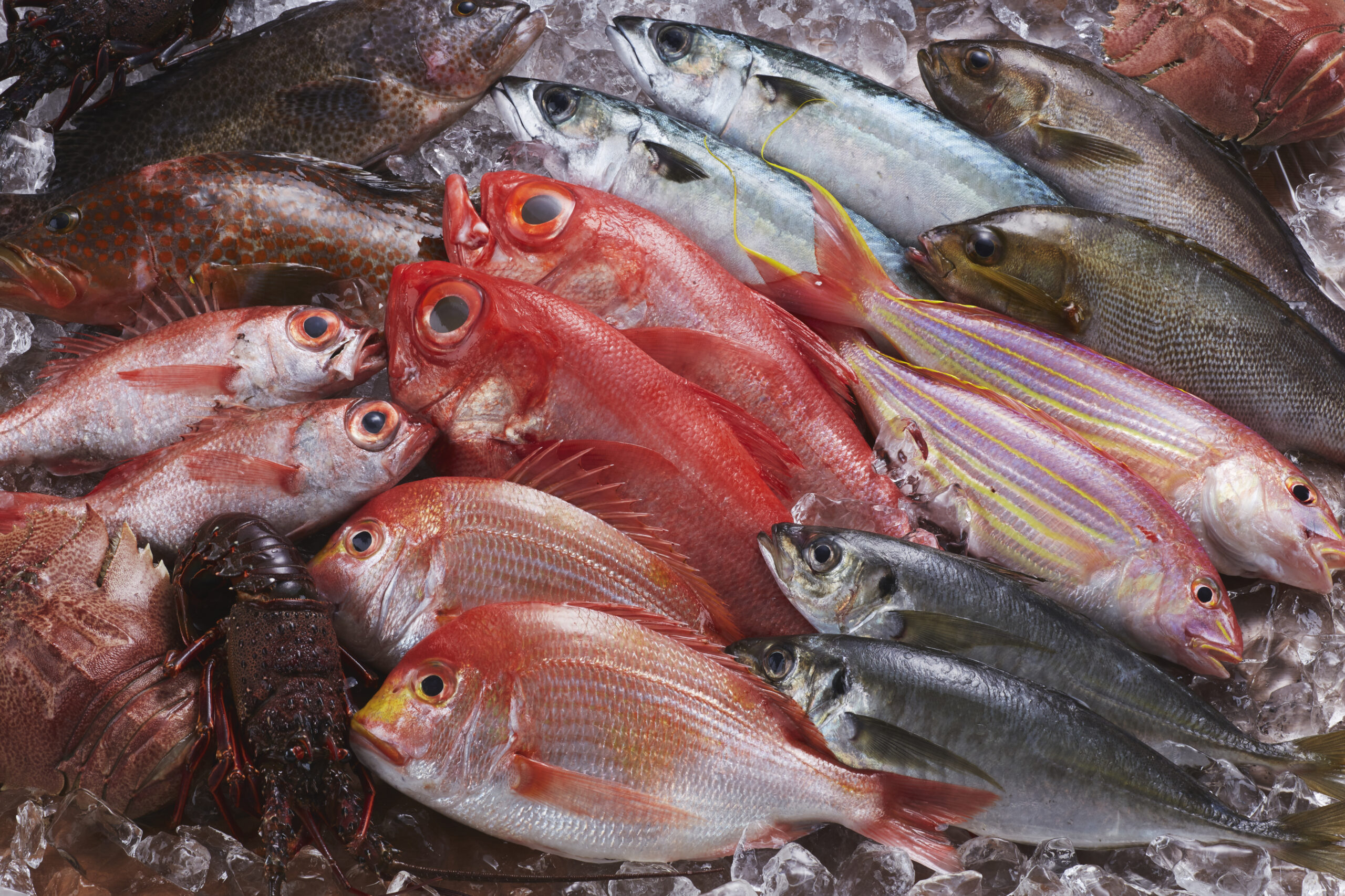 キッコリ、アラカブ、エタリ、ヤー。さて今夜は刺身にするか、煮物で食べるか。