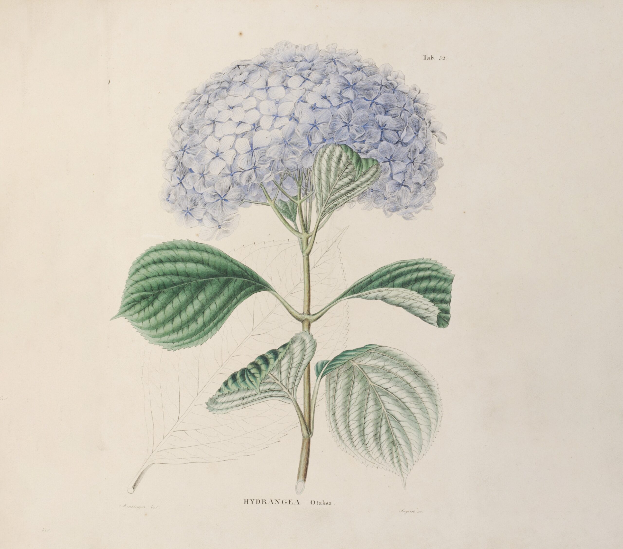 約200年前、紫陽花に魅せられた、ドイツ人医師がいました。
